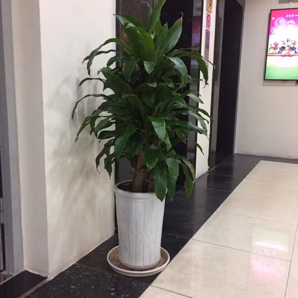 Nên cây rất phù hợp cho việc trang trí hoặc làm cây cảnh trồng trong nhà, trồng ngoại thất cảnh quan vừa giúp thanh lọc không khí, vừa mang tới phong thủy tốt cho bạn.