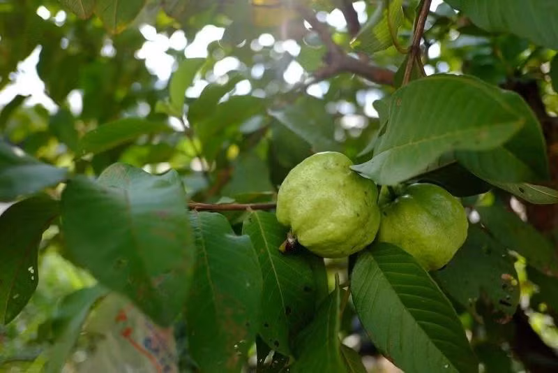 Lá ổi: Lá ổi tươi chứa các thành phần kháng viêm, kháng khuẩn và giảm đau, nhờ đó giúp đẩy lùi cơn đau răng. Bạn có thể nhai lá ổi hoặc luộc lá ổi với nước và muối để tạo nước súc miệng.