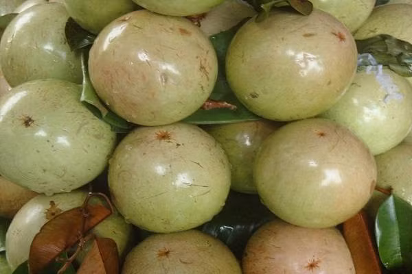 Mach chi em loai hoa qua khong bao gio nhap khau tu Trung Quoc