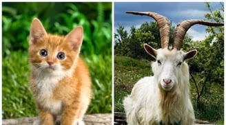 Trong khi người tuổi Mão lại thích chăm sóc lo lắng cho người khác, nên khi họ kết hợp thành một đôi sẽ vô cùng hành phúc, viên mãn. 