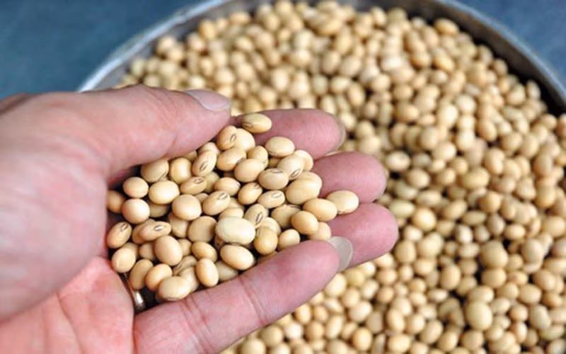 Hạt đậu nành chứa isoflavone, một loại phytoestrogen có đặc tính làm đầy da, giúp cải thiện độ đàn hồi và săn chắc da sau 12 tuần.