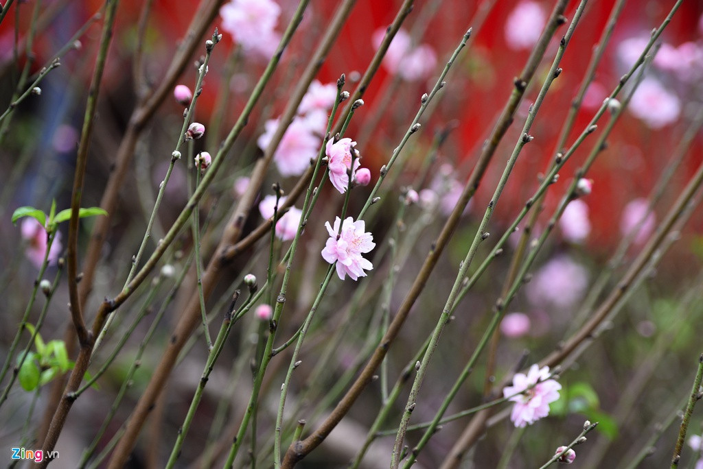 Tại chợ hoa Quảng An, mỗi cành đào phai trung bình khoảng trên dưới 2 triệu đồng, giá cao gấp 3-4 lần đào bích. Thế nhưng đào phai được rất nhiều khách hàng săn đón. Năm nay, nhiều loại đào phai được đưa từ vùng cao xuống Hà Nội.