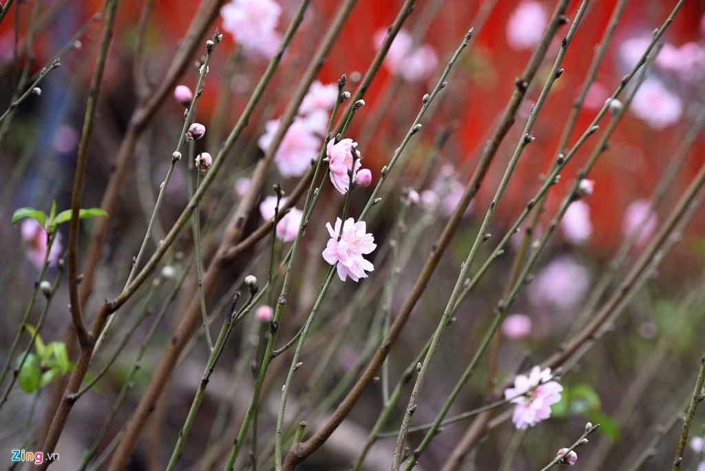 Tại chợ hoa Quảng An, mỗi cành đào phai trung bình khoảng trên dưới 2 triệu đồng, giá cao gấp 3-4 lần đào bích. Thế nhưng đào phai được rất nhiều khách hàng săn đón. Năm nay, nhiều loại đào phai được đưa từ vùng cao xuống Hà Nội.