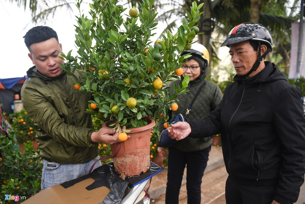 Một cây quất cỡ nhỏ đang chuẩn bị được bán với giá 320.000 đồng. Nhiều người chia sẻ rằng thích mua quất vì chơi được lâu và giá “mềm” hơn rất nhiều so với đào, mai…