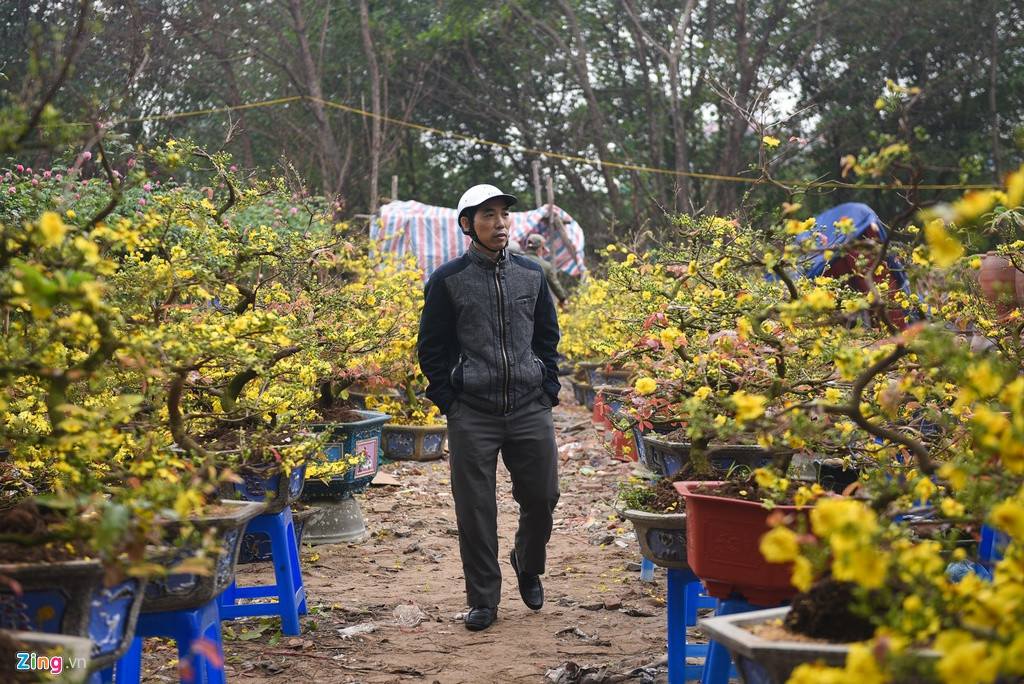 Mai vàng chuyển từ miền Nam ra năm nay ít được khách hàng chú ý hơn. Nhiều tiểu thương lý giải mai vàng kén người chơi nên hầu hết cửa hàng trên đường Lạc Long Quân đều "ế ẩm". Dù vắng khách, giá mai vẫn ở mức khá cao, khoảng 2-10 triệu đồng/chậu.