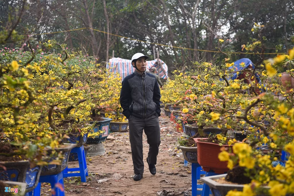 Mai vàng chuyển từ miền Nam ra năm nay ít được khách hàng chú ý hơn. Nhiều tiểu thương lý giải mai vàng kén người chơi nên hầu hết cửa hàng trên đường Lạc Long Quân đều "ế ẩm". Dù vắng khách, giá mai vẫn ở mức khá cao, khoảng 2-10 triệu đồng/chậu.