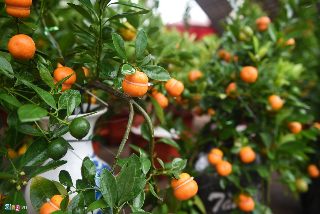 Đi chợ hoa Tết năm nay nhiều người bị thu hút bởi những cây quất “hồ lô” độc lạ. Vì tốn công chăm chút và tạo kiểu nên giá cả cũng cao hơn khá nhiều so với quất thường.