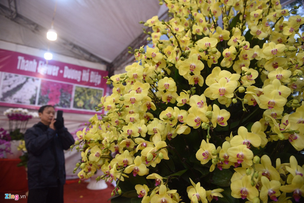 Đặc biệt có chậu lan hồ điệp với 346 cây hoa có giá 106 triệu đồng.