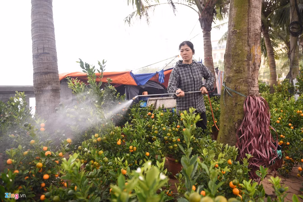 Tiểu thương bán quất cảnh trên đường Lạc Long Quân cho biết giá hiện tại là khoảng 300.000 đồng/chậu, nhưng dự báo cận Tết thì giá sẽ giảm nhiều. Vào dịp Tết mỗi năm, trung bình các tiểu thương thường bán được 200-300 cây.