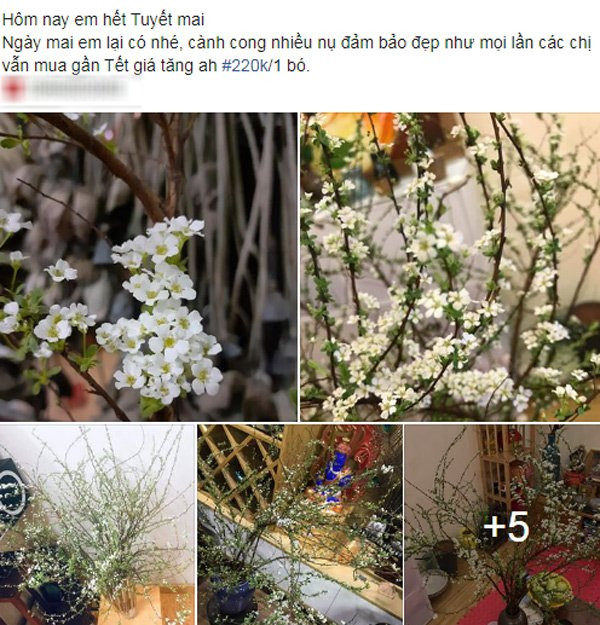 Chi em ro mot choi hoa nhap khau gia re, khoang 200 ngan/ bo-Hinh-2