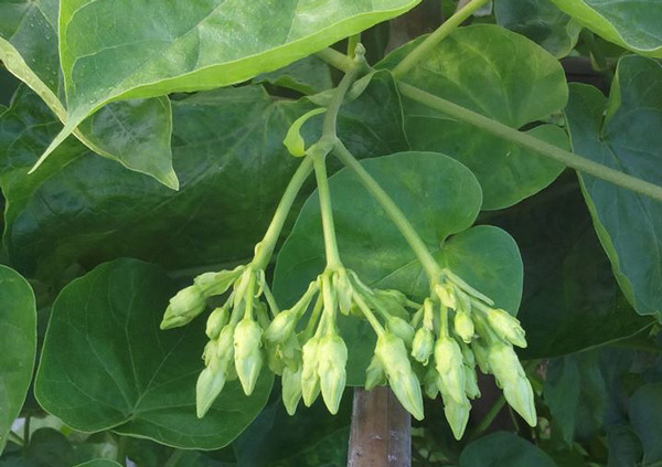 Thu tien ty nho trong loai cay cuc quen thuoc