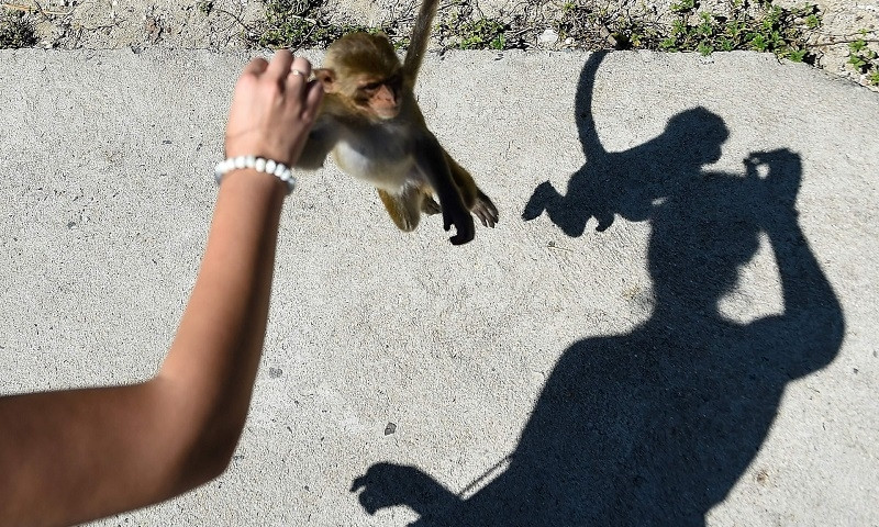 Con người có nhiều nguy cơ nhiễm virus từ động vật như COVID-19 Con nguoi co nhieu nguy co nhiem virus tu dong vat nhu COVID-19