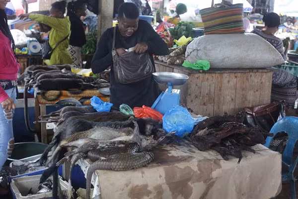 Con nguoi co nhieu nguy co nhiem virus tu dong vat nhu COVID-19-Hinh-3