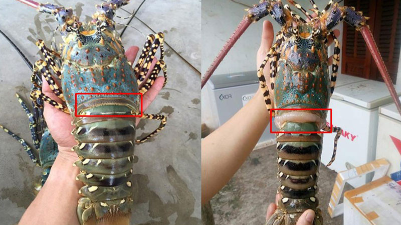 Nhin vao diem nay khi chon tom, khong so bi tiem nuoc doc hai