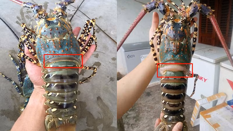 Nhin vao diem nay khi chon tom, khong so bi tiem nuoc doc hai