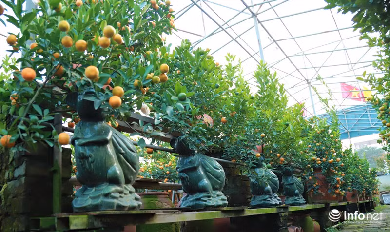 Bên cạnh chậu cây hình chuột, quất còn được trồng cũng với thần tài hay 3 ông Tam Đa. Đây cũng là mẫu được nhiều người ưa chuộng trong thời điểm này.