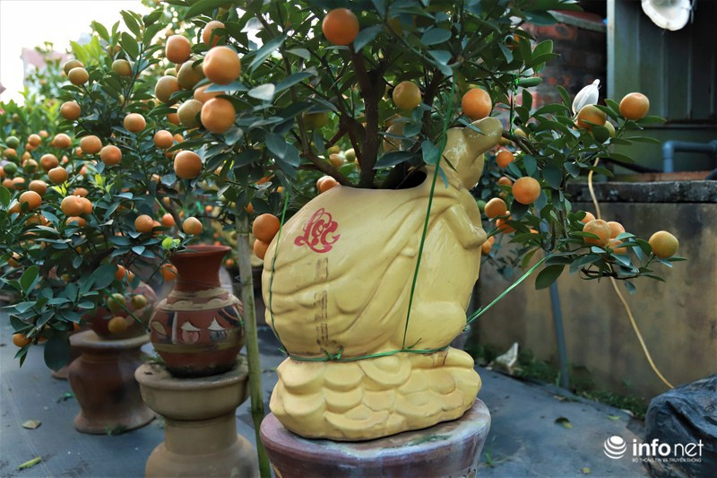 Mỗi cây quất sẽ có giá từ 2,5 – 5 triệu đồng tùy vào kích thước và hình dáng của cây.