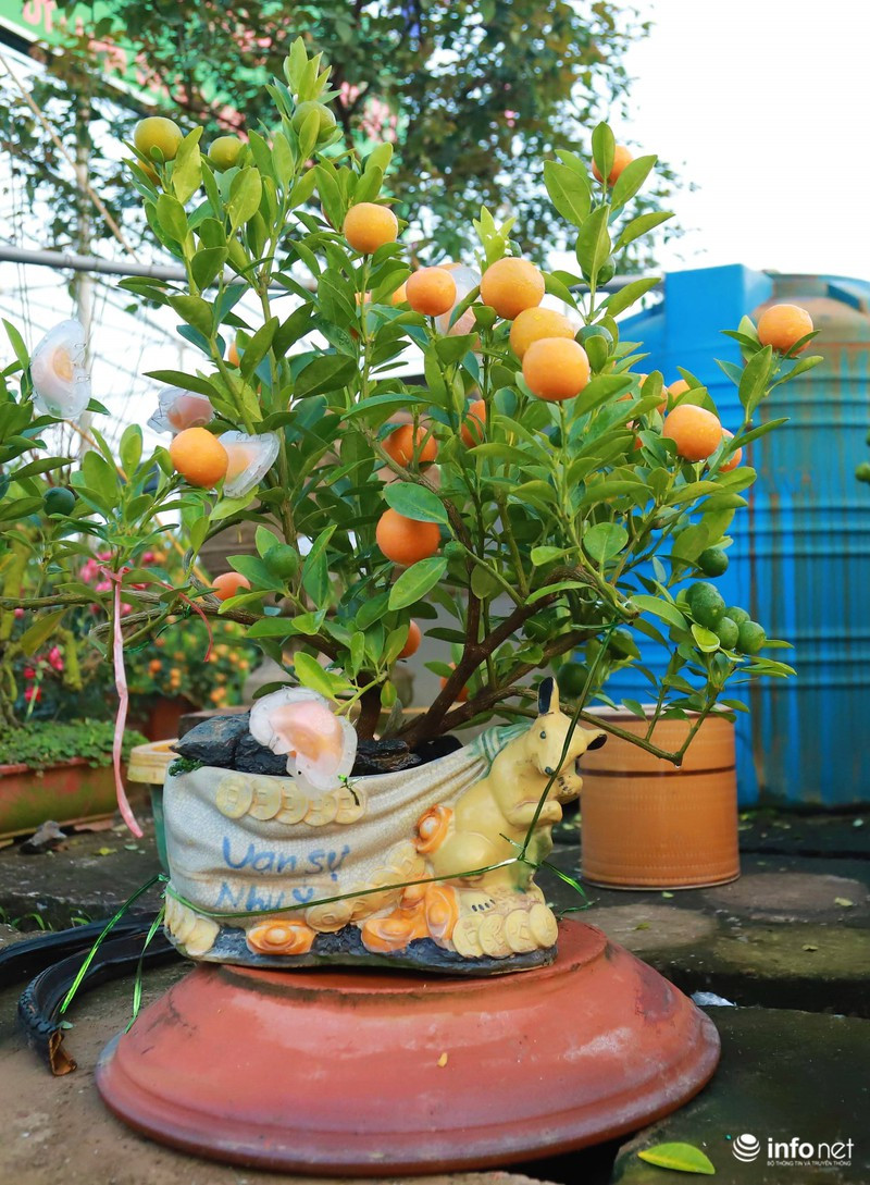 Nhiều chậu cây hình chuột còn được điểm thêm họa tiết chữ Lộc, Phúc với hy vọng mang may mắn cho gia chủ.