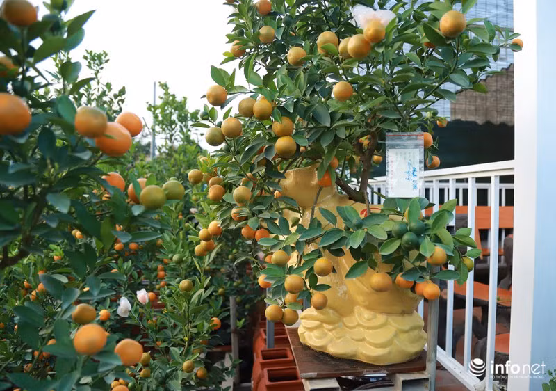 Quất bonsai được nhà vườn trồng trong chậu ngay từ khi còn bé, bởi nếu cây to sẽ khó cho vào trong chậu và phát triển kém. Thời gian chăm sóc cây kéo dài cả năm, cũng khá vất vả.