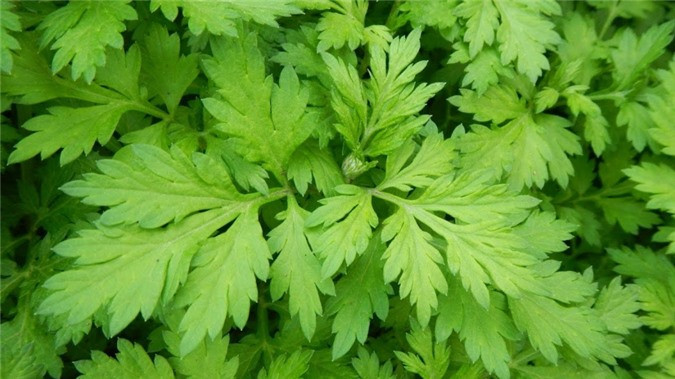 Rau dan da nhung lai la thuoc chua bach benh, dai bo cho co the