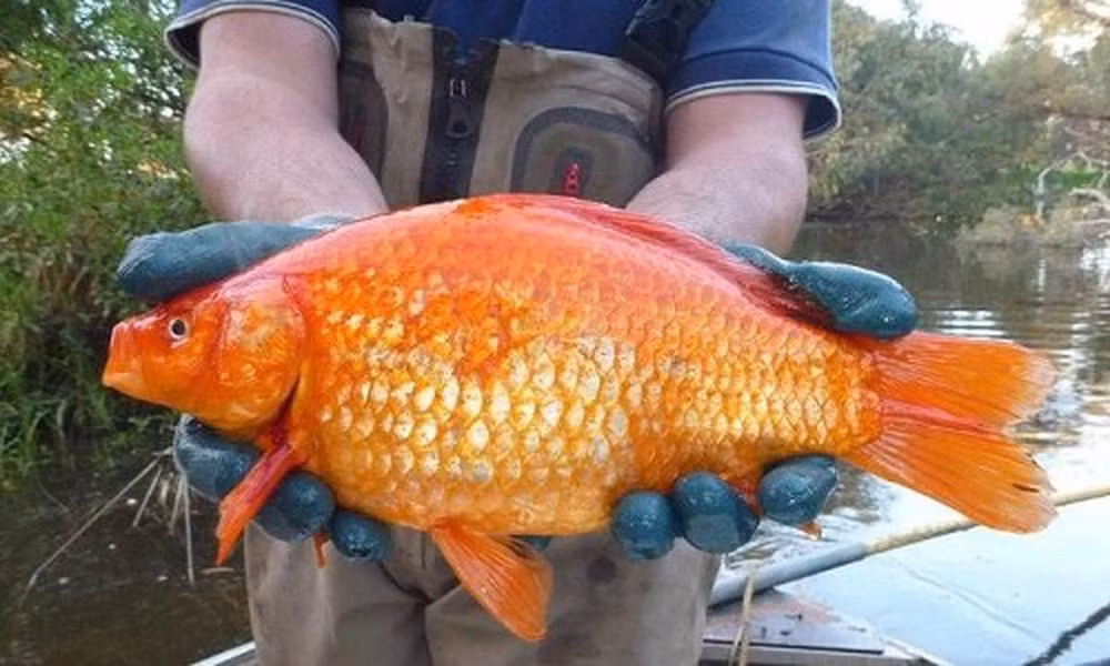 Mua ca canh ve ta hoa khi thay ca an sach be-Hinh-3