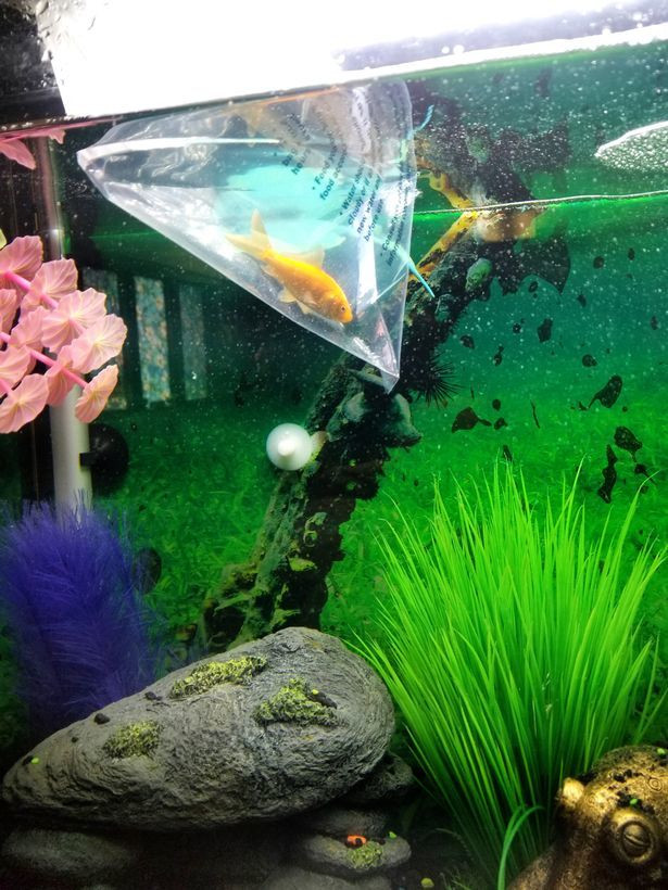 Mua ca canh ve ta hoa khi thay ca an sach be-Hinh-2