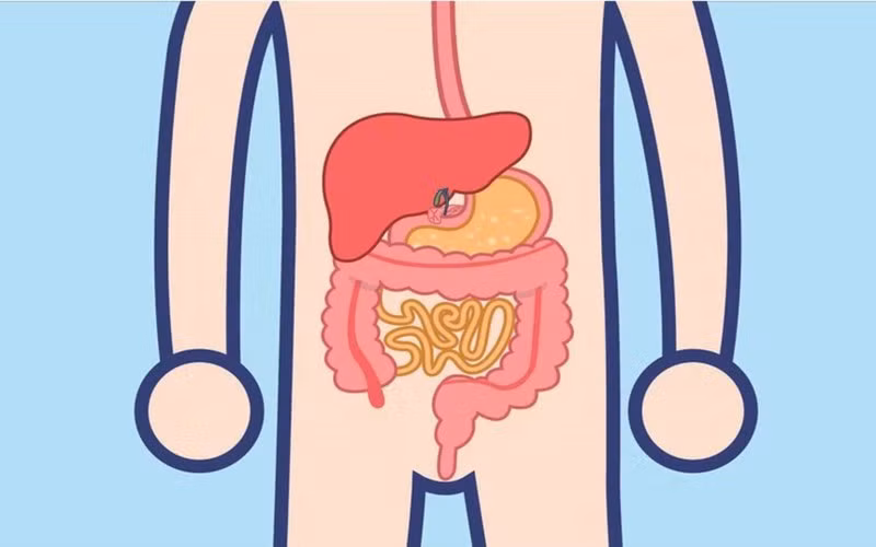 Hỗ trợ tiêu hóa: Hành lá giàu chất xơ giúp tiêu hóa tốt hơn. Bạn nên ăn hành lá thường xuyên, có thể nấu chín hoăc thêm vào salad.