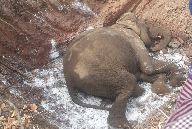  "Cụ voi" tại Buôn Đôn chết ở tuổi 80: Dù được Trung tâm Bảo tồn voi chăm sóc Đắk Lắk, truyền nước để phục hồi sức khỏe nhưng ngày 5/4, con voi cái H'Non (80 tuổi) tử vong. Đơn vị đã mời công an tiến hành khám nghiệm và kết luận voi chết do già yếu.