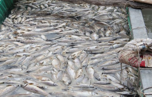  Sau cơn mưa, hơn 80 tấn cá chết trắng: Ngày 2/4 trên địa bàn thị trấn Dầu Tiếng (Bình Dương) xảy ra một cơn mưa lớn. Sau đó, nhiều bè nuôi cá trên sông Sài Gòn đoạn qua thị trấn Dầu Tiếng xuất hiện cá chết. Đến ngày 5/4, cá nuôi tiếp tục chết nhiều hơn. Ngày 7/4, UBND huyện Dầu Tiếng cho biết, có 6 hộ nuôi cá bè bị thiệt hại khoảng 80 tấn, trị giá hơn 4,3 tỷ đồng. 