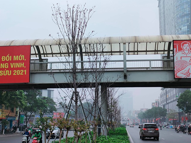 Dự kiến, việc trồng thay thế hệ thống cây xanh mới trên dải phân cách tuyến Nguyễn Chí Thanh - Trần Duy Hưng sẽ được thực hiện trong tháng 4/2021 và hoàn thành trước dịp nghỉ lễ 30/4 và 1/5/2021. 