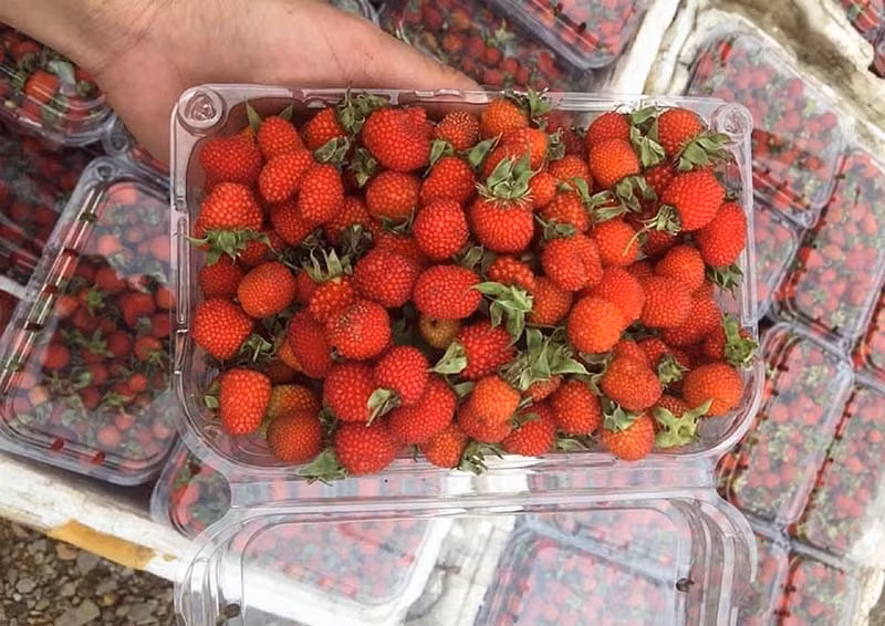 Nam chi co mot lan, loai qua rung do au do ve Ha Noi-Hinh-2