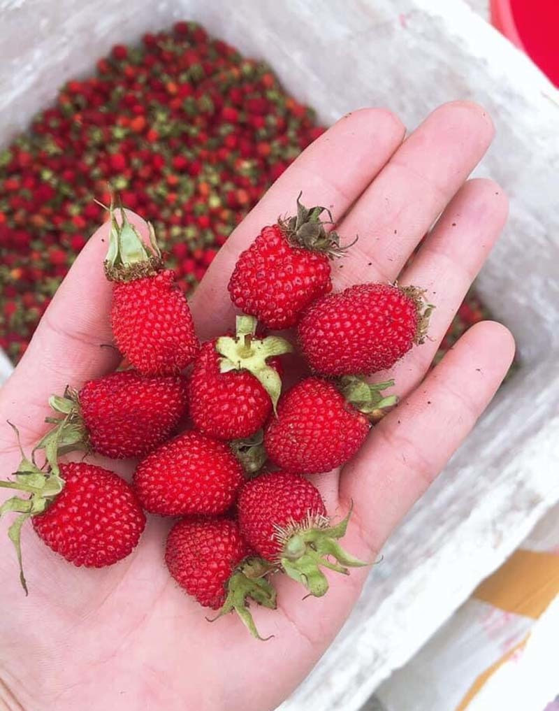 Nam chi co mot lan, loai qua rung do au do ve Ha Noi