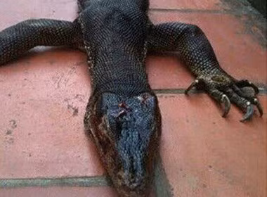 Tháng 12/2014, ảnh một con vật kỳ lạ trông như kỳ đà lai cá sấu được bắt ở Bắc Giang cũng thu hút sự chú ý của nhiều người. “Quái vật” nặng hơn 18kg, được đồn đoán là một con kỳ đà khổng lồ, song cũng có ý kiến cho đó là rồng đất Komodo.