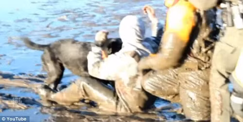 Con chó nỗ lực cứu chủ của nó mắc kẹt dưới bùn lạnh tại đầm lầy ở Springfield, Ohio, Mỹ. Con vật đã trợ giúp mang dây cứu hộ ra vị trí chủ của nó bị mắc kẹt giữa đầm.