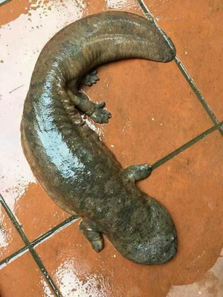 Con vật lạ có 4 chân, 2 mắt bé ti ti gần như không có, đầu bẹp hơn đầu cá trê, có 2 chân như ếch, nhái...