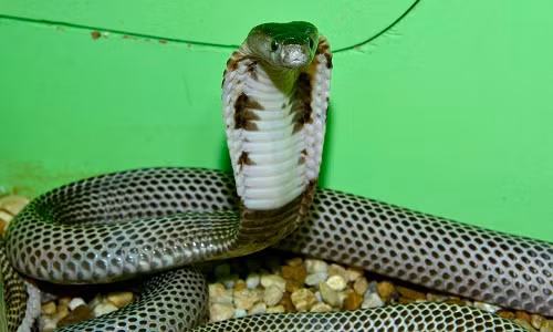 Một loài hổ mang chúa chuyên sinh sống ở Indonesia.