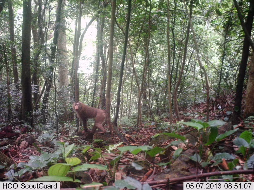 Khỉ đuôi lợn có tên kho học Macaca leonina chụp được qua bẫy ảnh ở rừng Động Châu-Khe Nước Trong. (Ảnh: Mạnh Thành/TTXVN)