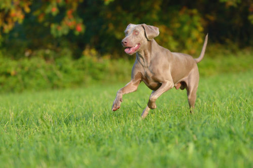 #5 – Weimaraner Chó Weimaraner chạy tối đa được 56 km/giờ và được dùng để săn hươu hoặc sói. Chúng phù hợp làm chó gia đình nhưng cũng cần khoảng không để chạy nhảy mỗi ngày.