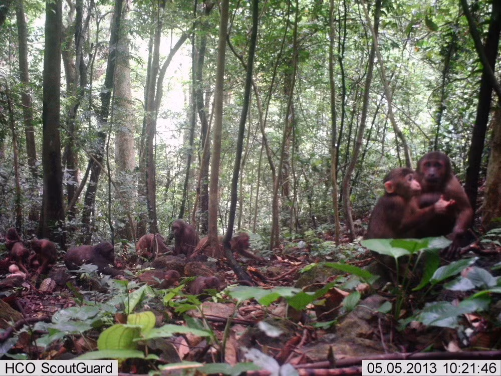 Khỉ mặt đỏ có tên khoa học Macaca arctoides chụp được qua bẫy ảnh ở rừng Động Châu-Khe Nước Trong. (Ảnh: Mạnh Thành/TTXVN)
