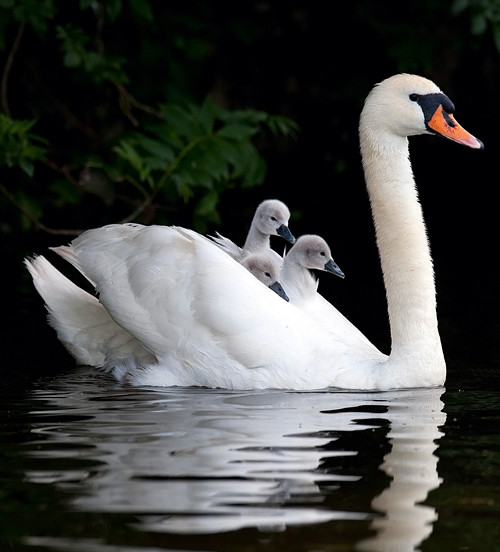Một nhóm thiên nga hoang dã được gọi là một bầy, tuy nhiên khi chúng sống trong tình trạng nuôi nhốt thì được gọi là một đàn.