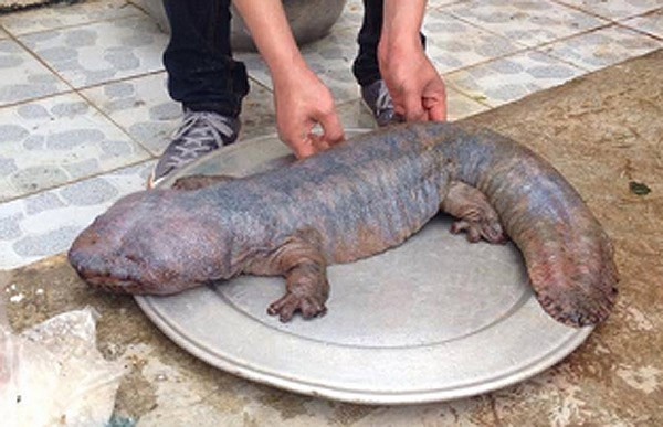 Năm 2015, một thanh niên ở Vĩnh Phúc bắt được con vật có hình thù kỳ quái gây xôn xao bàn tán trên mạng. Do không biết đó là con gì nên có người cho rằng nó là “quái thú” bởi nhìn bên ngoài, nó giống quái vật trong phim John Carter dù không có răng nanh.