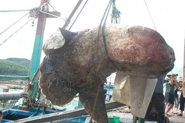 Năm 2014, tàu đánh cá của anh Nguyễn Minh Vương (ở xóm Đại Bắc, huyện Quỳnh Lưu, Nghệ An), từng bắt được một con cá nặng hơn 500 kg, chiều dài 2,8m, bề rộng tính cả vây là 2,5m. Con cá có ngoại hình như "quái thú" này thực chất là một con cá mặt trăng quý hiếm.