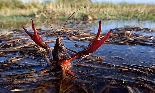 Năm 2009, một cần thủ vào chợ Bưởi (Tây Hồ, Hà Nội) mua tôm làm mồi câu, đã mua được mớ tôm hình… quái thú. Thủy quái tôm lai cua đã gây xôn xao bàn tán vì nó vừa giống tôm, lại vừa giống cua, lại có cái mũi như đầu châu chấu. Thực sự nó là một con tôm rồng Bắc Mỹ mà một công ty nước ngọt đã nuôi thử nghiệm ở Phú Thọ. Loại tôm này sống dưới nước, nhưng lại đào hang, bò lên bờ như cua.