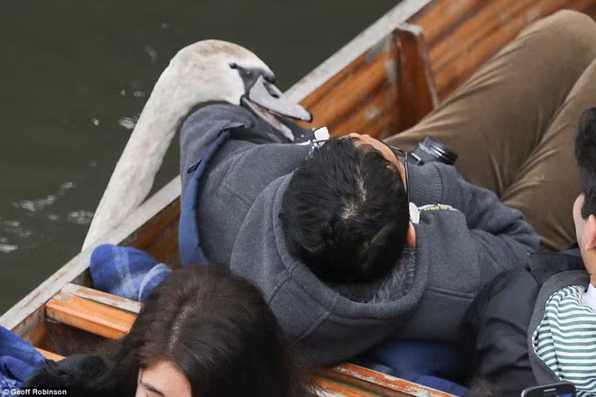 Con thiên nga nóng tính tỏ ra không ngán bất kỳ chiếc thuyền nào, dù chúng chở một hay nhiều người.