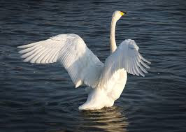 Một điều kỳ thú có thể khiến bạn ngạc nhiên là thiên nga rất sợ chó và sợ vận động.