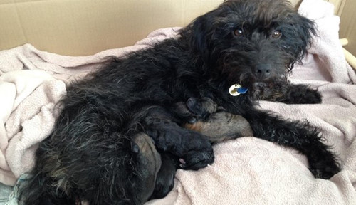 Khi thấy hai gã đàn ông lôi kéo cô gái trẻ 25 tuổi người Anh, con chó hoang này đã nhe hàm răng sắc nhọn và gầm gừ, tỏ thái độ sẵn sàng chiến đấu với bất cứ ai dám làm hại cô nữ sinh yếu đuối.