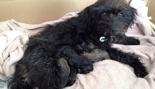 Khi thấy hai gã đàn ông lôi kéo cô gái trẻ 25 tuổi người Anh, con chó hoang này đã nhe hàm răng sắc nhọn và gầm gừ, tỏ thái độ sẵn sàng chiến đấu với bất cứ ai dám làm hại cô nữ sinh yếu đuối.