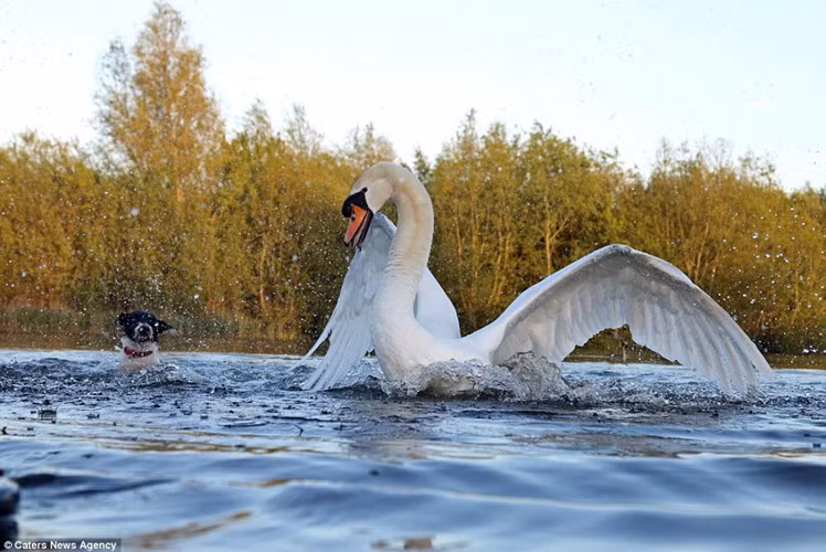 Chú chó xấu số đã gặp rắc rối khi nó tiến gần cặp đôi thiên nga và đàn con đang bơi dưới hồ trong công viên Watermead, Leicestershire, Anh.