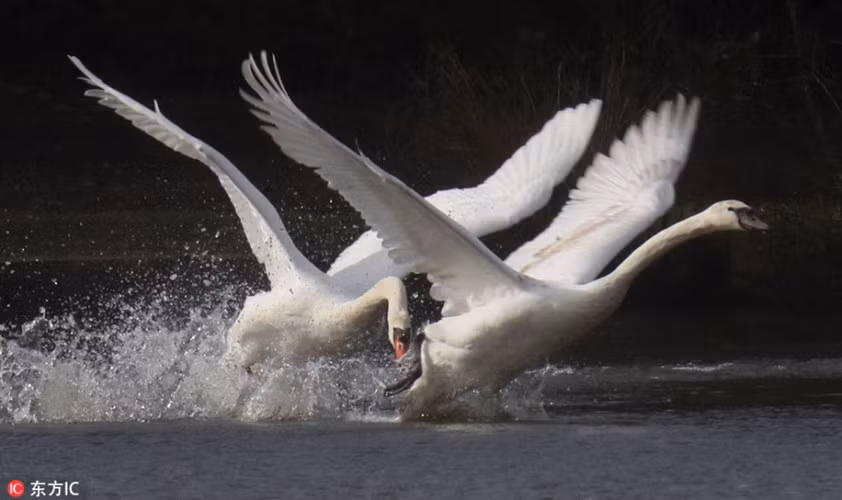 Thiên nga cha sẽ trở thành một người cha nghiêm khắc, lãnh trách nhiệm dạy dỗ con mình, buộc mình không được mềm lòng trước sự làm nũng của thiên nga con. Với bản năng của một người cha, nó biết cái gì là tốt cho con mình.