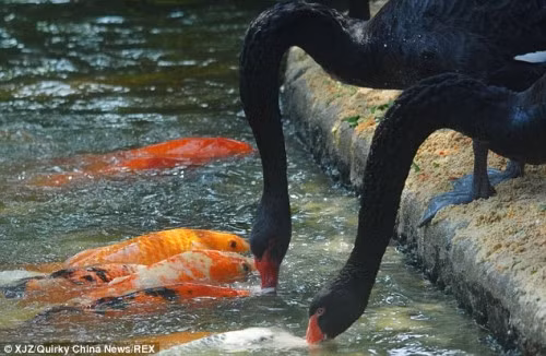 Nguyên nhân của hiện tượng này là do những con thiên nga và cá chép đã thực hiện một hình thức cộng sinh giữa các loài vật. Thiên nga đen không có ý thức nuôi cá mà đây là do thói quen được phát triển theo thời gian. Tuy nhiên, hình ảnh vẫn khiến người ta xao xuyến.